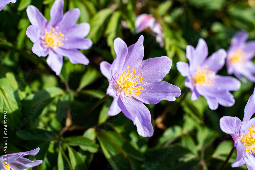 Group of small Wood anemone flowers in bloom Group of small Wood anemone flowers in bloom