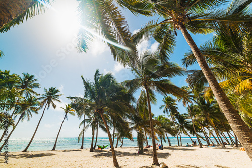 Several palm trees in Bois Jolan beach in Guadeloupe