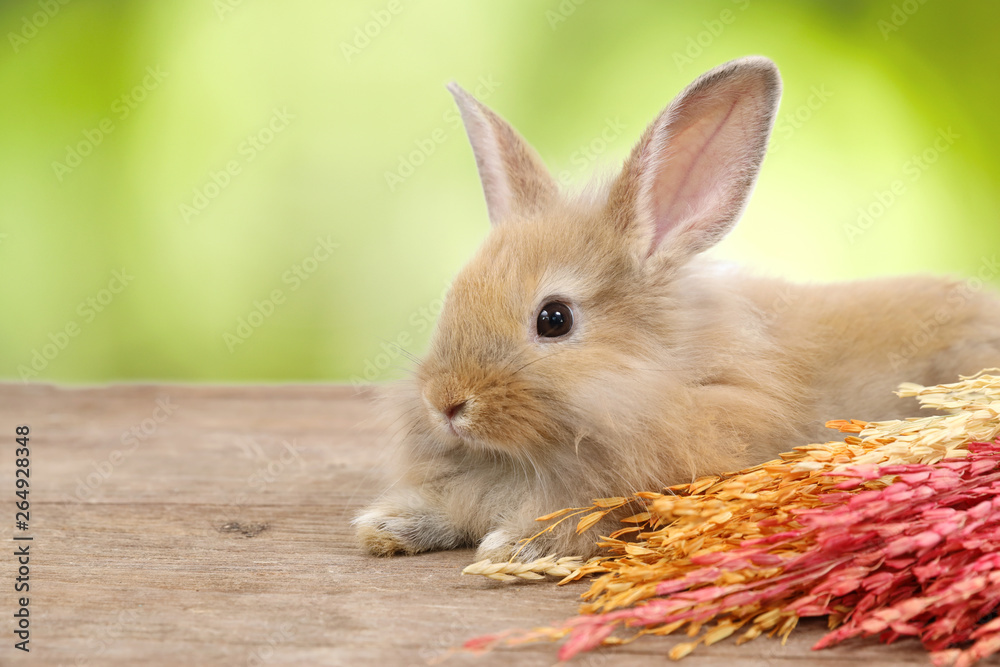 Obraz premium young cute brown easter bunny rabbit with colorful grass on on wood and green nature background
