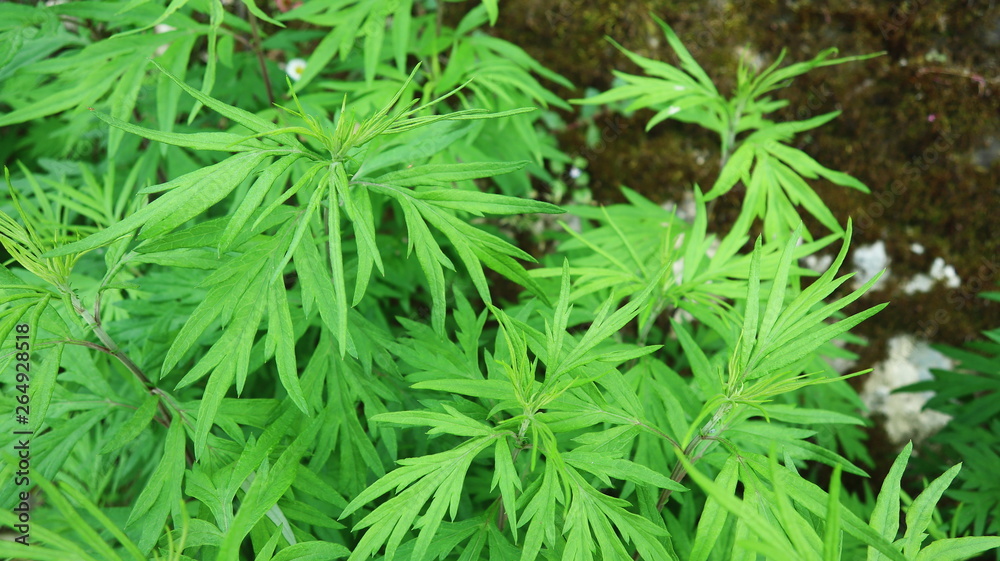 Leaves of common mugwort Leaves of common mugwort