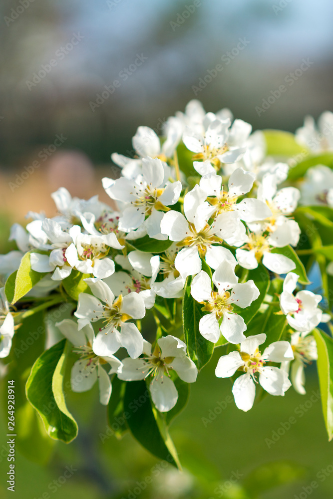 Pear tree blossom close-up. White pear flower on naturl background. Fruit tree blossom close-up. Shallow depth of field. vertical photo