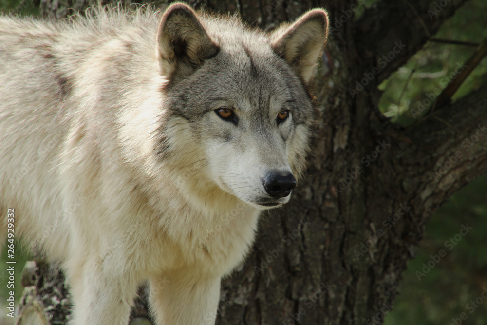 Beautiful Grey Wolf