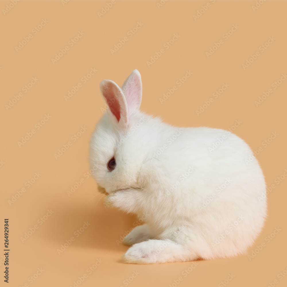 baby and cute white bunny rabbit on orange background