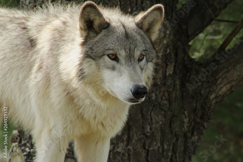 Beautiful Grey Wolf