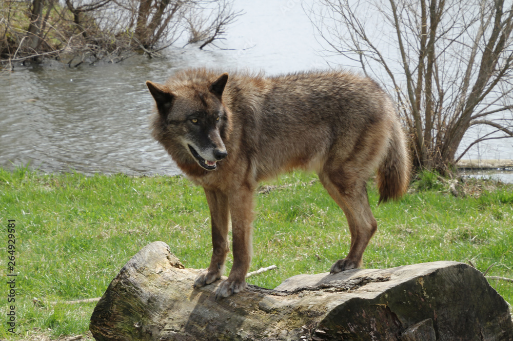 Naklejka premium Black Wolf on a Log