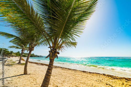 Fototapeta Naklejka Na Ścianę i Meble -  Palm trees and sandy shore in Raisins Clairs beach in Guadeloupe