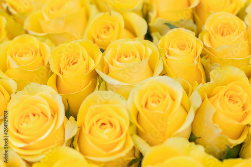 Fresh yellow roses background. A huge bouquet of flowers. The best gift for women