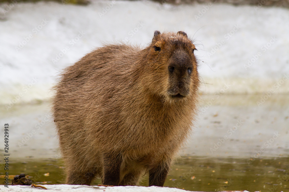 Naklejka premium capybara