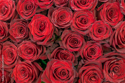 Red roses background. Fresh red and burgundy roses. Red rose buds #264929977