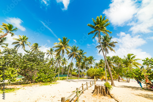 White sand and palm trees in La Caravelle beach in Guadeloupe