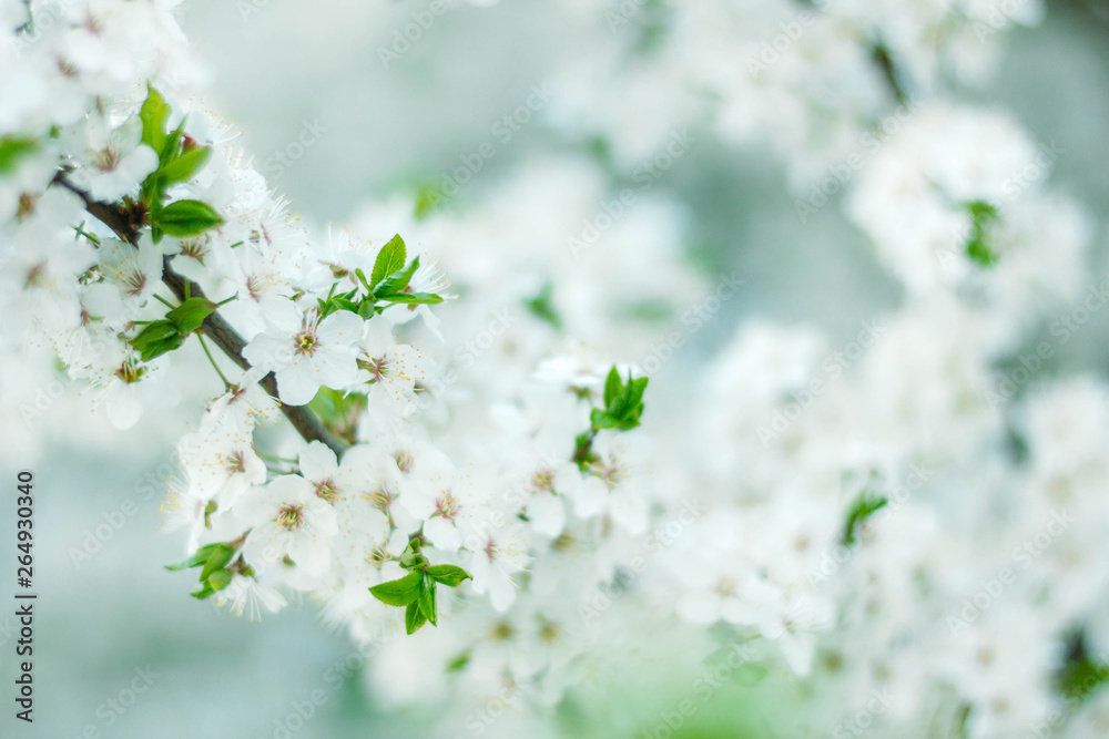 white flowering trees in spring, delicate flowers in the garden