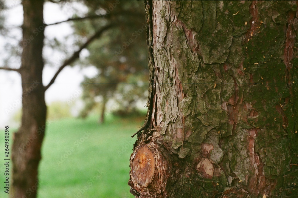 Obraz premium tree in the forest