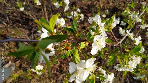 Blooming Sakura. Spring tree. Cherry flower. White and blue.
