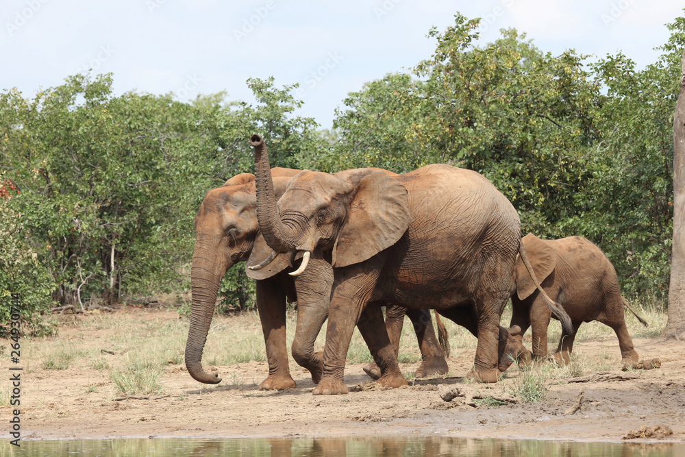 Fototapeta premium Afrikanischer Elefant / African elephant / Loxodonta africana