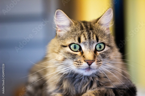 Regard chat