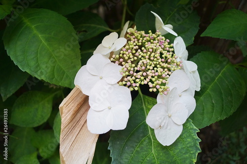 Flower of climbing hydrangea photo