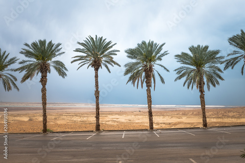Fototapeta Naklejka Na Ścianę i Meble -  palm trees in israel at the dead sea