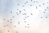 flock of migrating storks in israel
