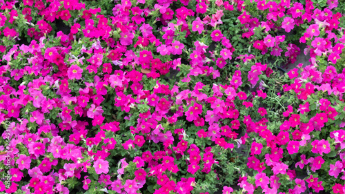 pink flowers in the garden background