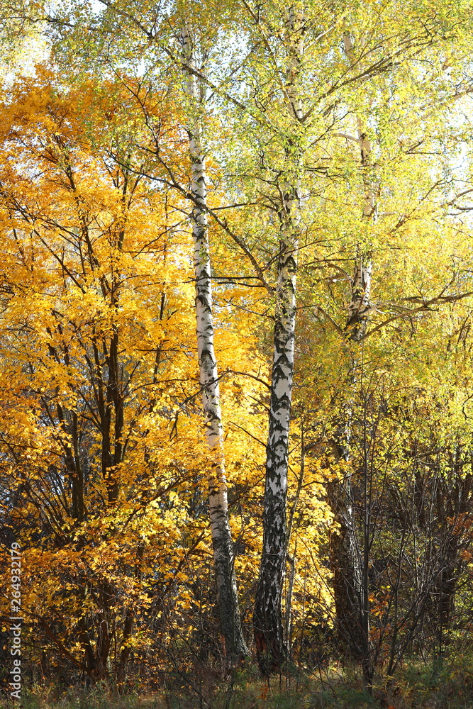 beautiful scene with birches in october among other birches in birch grove