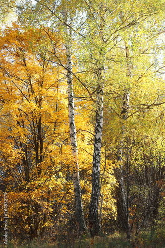 beautiful scene with birches in october among other birches in birch grove