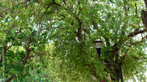 old city light and trees