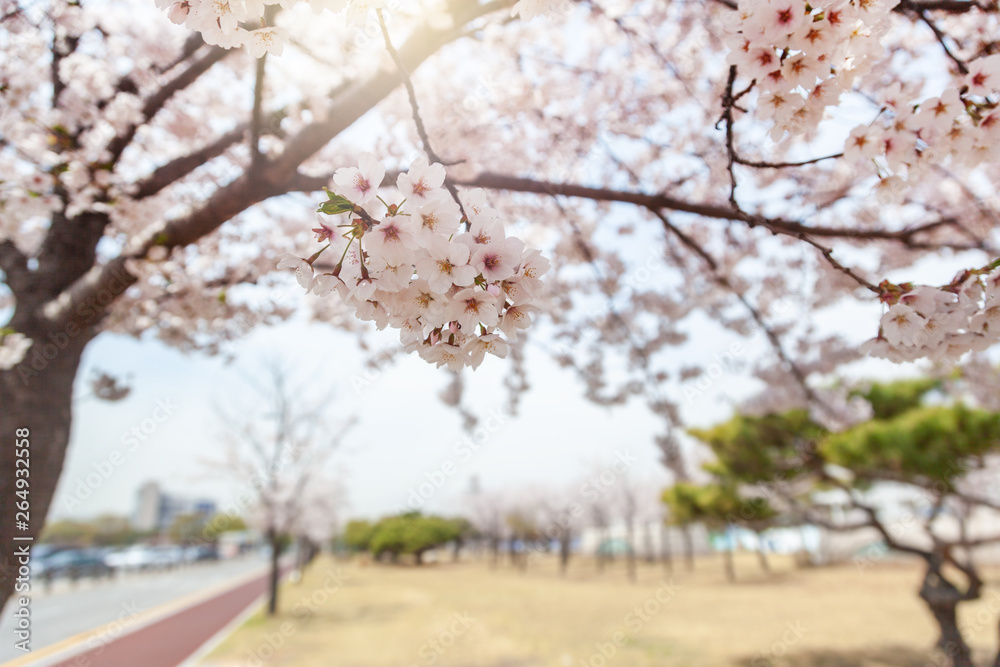 Blooming sakura tree on a background of blue sky, delicate spring natural background and texture