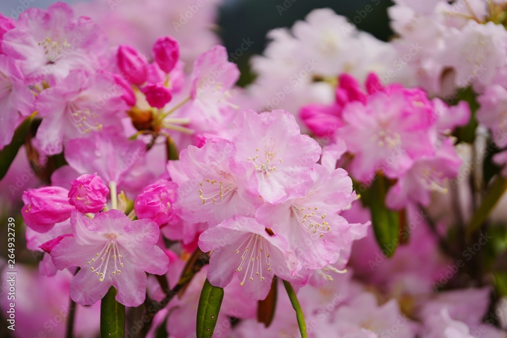 透き通った淡い色合いのシャクナゲの花