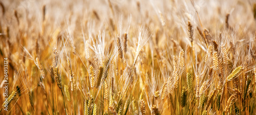 Golden spikelets of wheat  beautiful natural background and texture  autumn and harvest concept