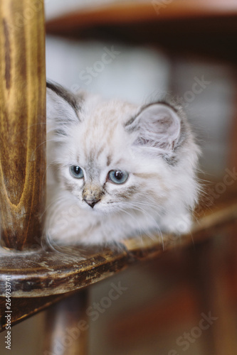 Little blue eyed Neva Masquerade Kitten on a wood chair in a german kitchen