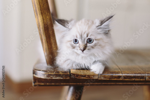 Fotografía Little blue eyed Neva Masquerade Kitten on a wood chair in a german kitchen