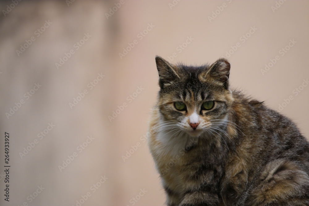 street cat street cat