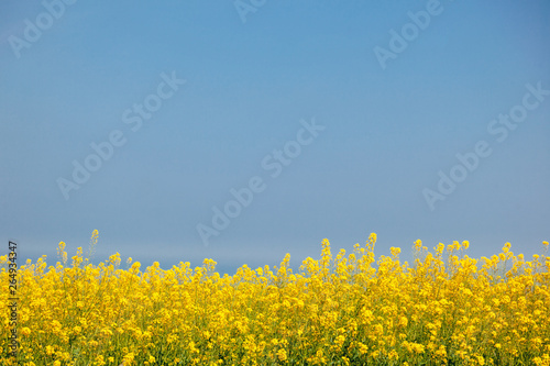 Fototapeta Naklejka Na Ścianę i Meble -  Bright summer background, yellow flowers against the blue sky