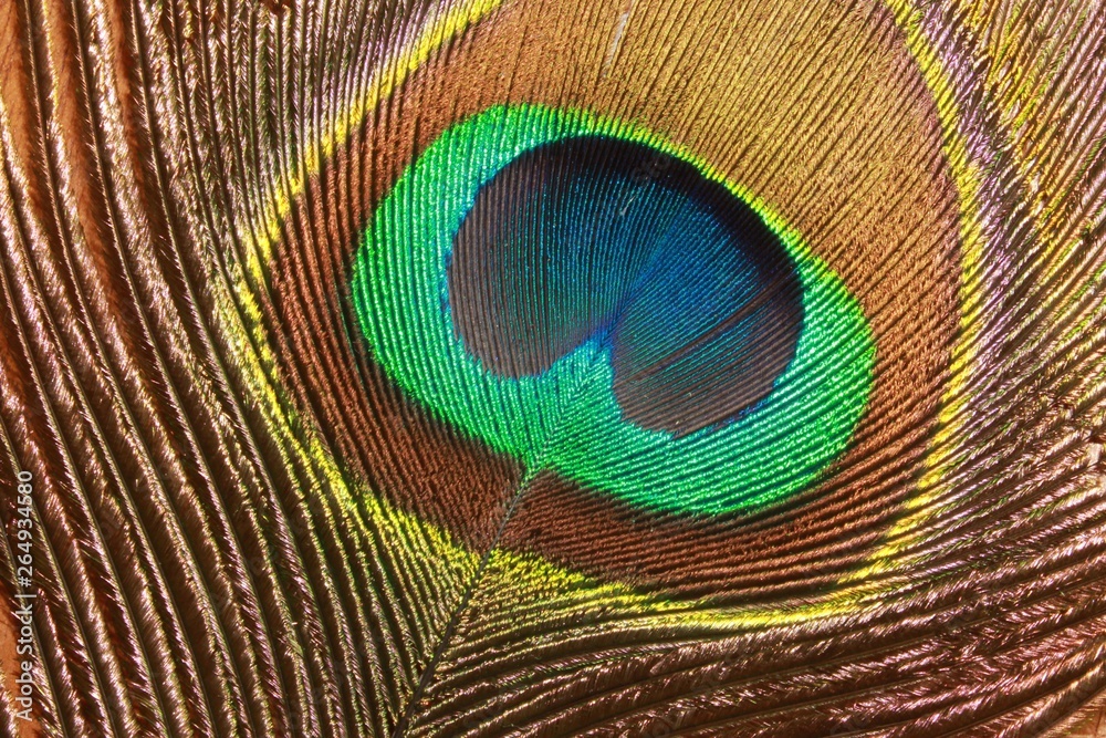 Naklejka premium peacock fearher