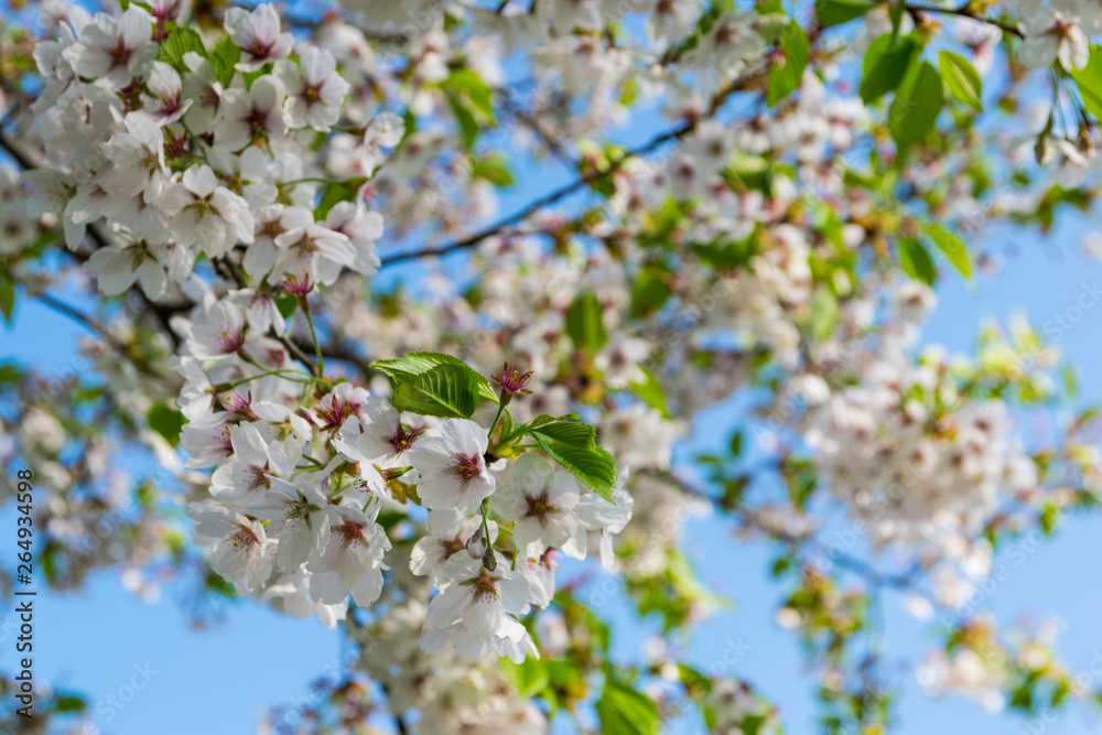 Sakura in bloom, blooming plum on a sunny day