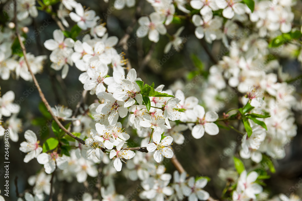 Sakura in bloom, blooming plum on a sunny day Sakura in bloom, blooming plum on a sunny day