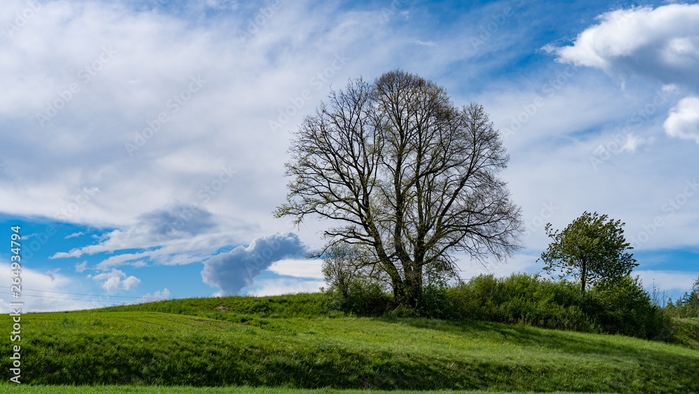 grüne Landschaft mit Baum und Wolken grüne Landschaft mit Baum und Wolken