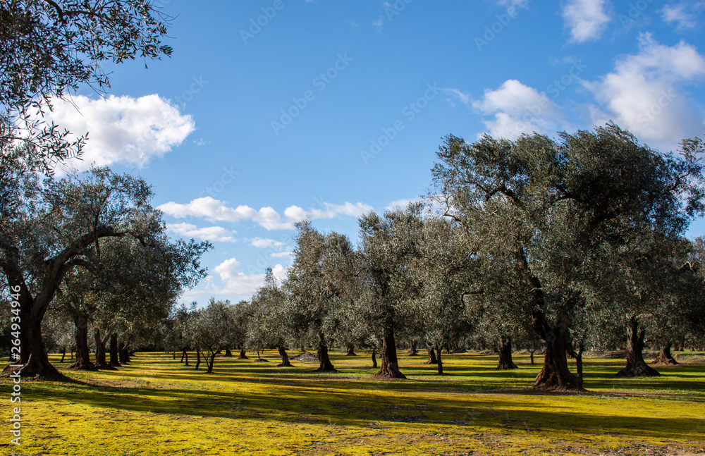 Salento - oliveto