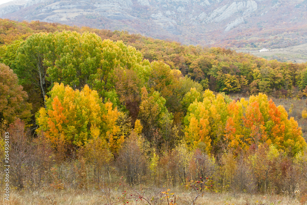 Fototapeta premium autumn landscape with river and trees