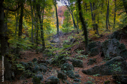 forest in autumn