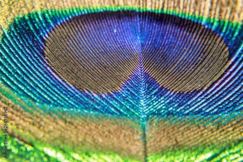 Peacock feather close up view © #CHANNELM2