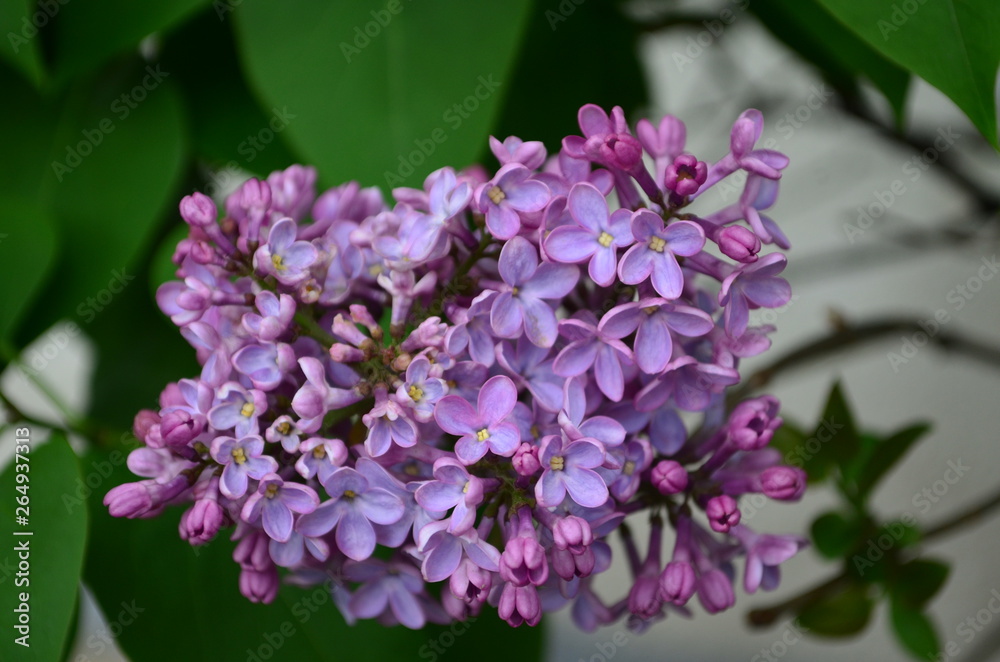 spring flowers, a lilac branch with flowers and buds on a background of green foliage spring flowers, a lilac branch with flowers and buds on a background of green foliage