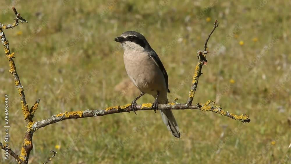 Southern grey shrike, Lanius meridionalis Southern grey shrike, Lanius meridionalis