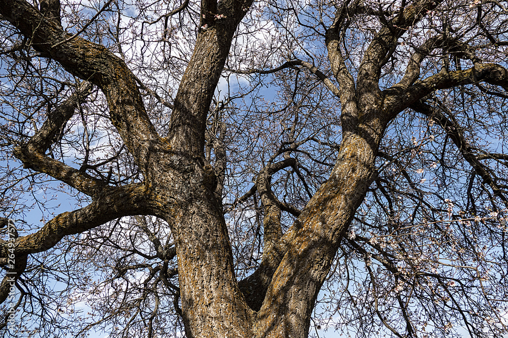 thick apricot tree and its branches, leafless large apricot tree and branches,