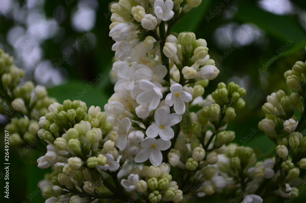 spring flowers, a lilac branch with flowers and buds on a background of green foliage spring flowers, a lilac branch with flowers and buds on a background of green foliage