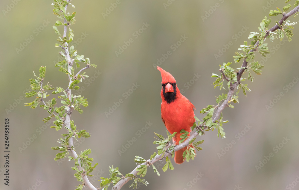 Beautiful male Northern Cardinal on a Southern Texas Ranch Beautiful male Northern Cardinal on a Southern Texas Ranch