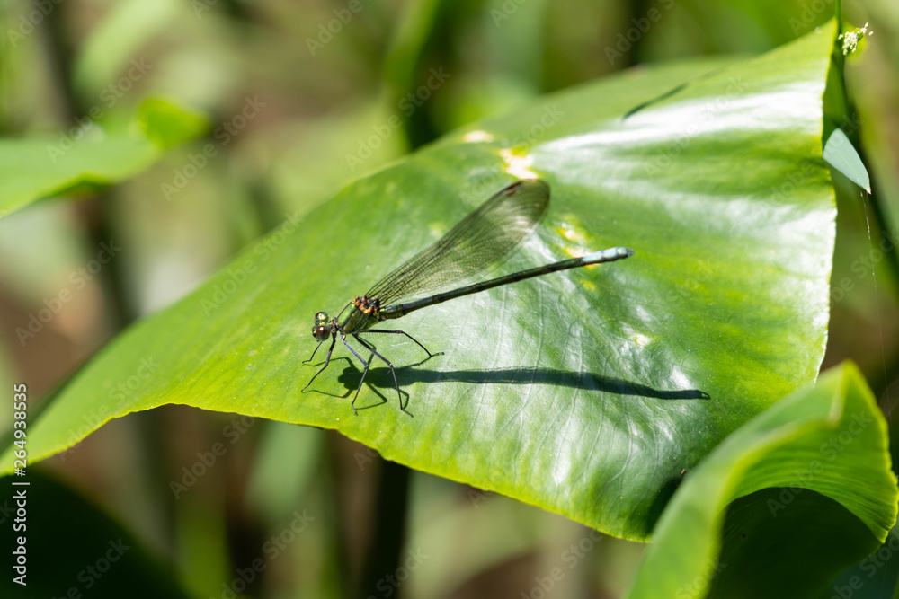 Female Damselfly - Mnais costalis - is resting on a leaf in Saga prefecture, JAPAN. Female Damselfly - Mnais costalis - is resting on a leaf in Saga prefecture, JAPAN.