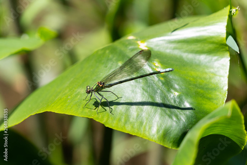Female Damselfly - Mnais costalis - is resting on a leaf in Saga prefecture, JAPAN. © w108av22