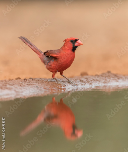 Beautiful male Northern Cardinal on a Southern Texas Ranch