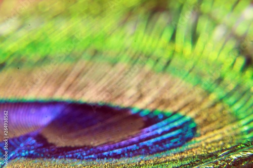 peacock feather background © #CHANNELM2